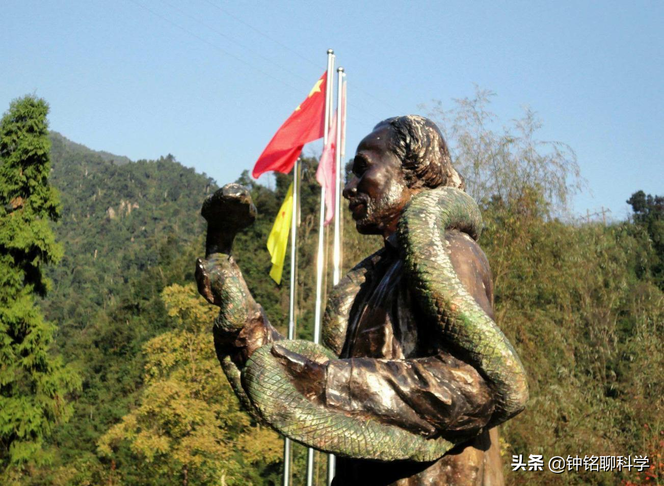 “蛇中熊猫”莽山烙铁头有多珍稀？为啥总被外国人惦记？
