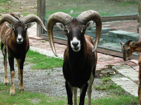 尾巴長長的動物是什麼生肖「動物的尾巴分幾類」