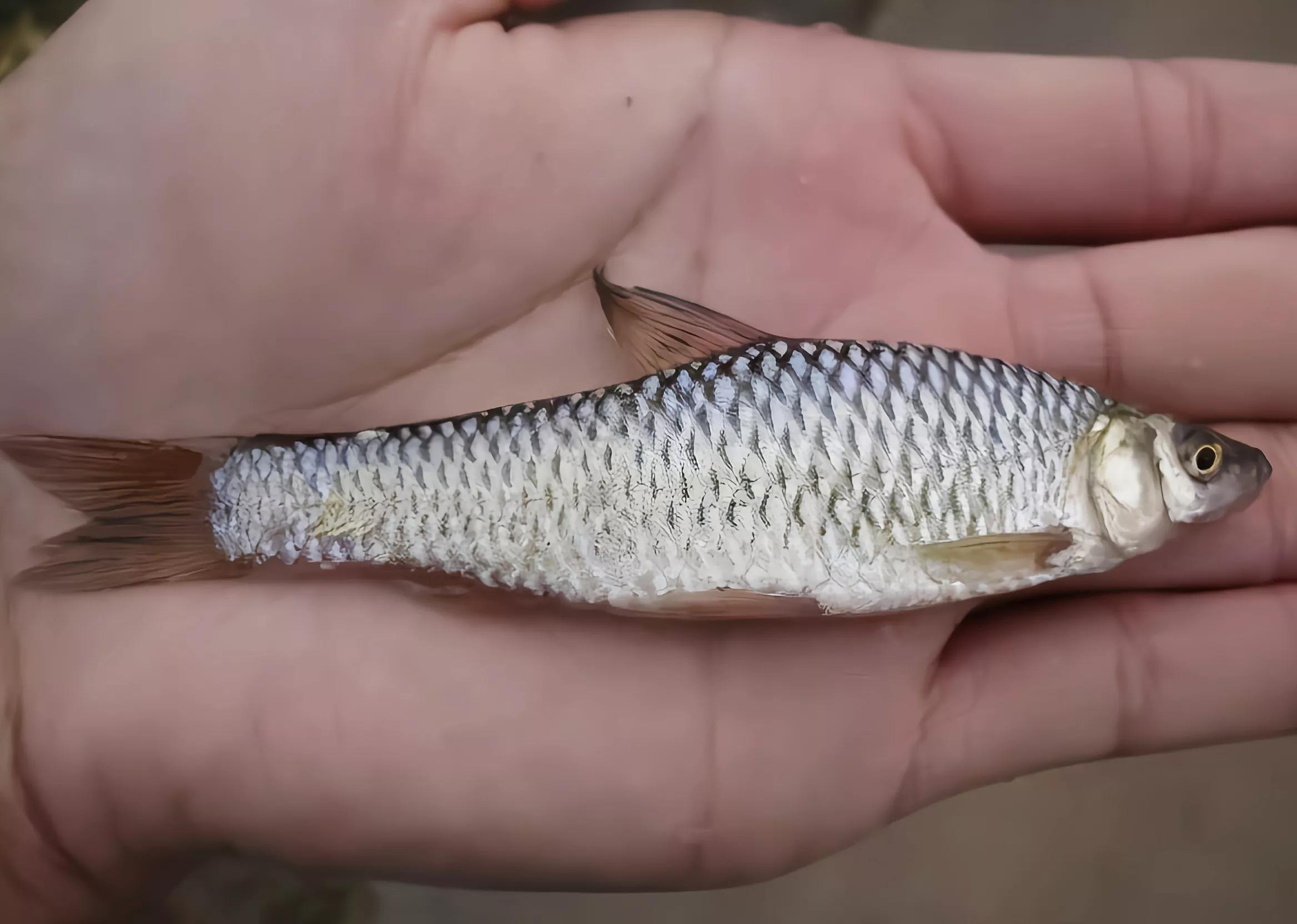 江西水库麦穗鱼泛滥!其实它已入侵34国,欧洲早就成"重灾区"