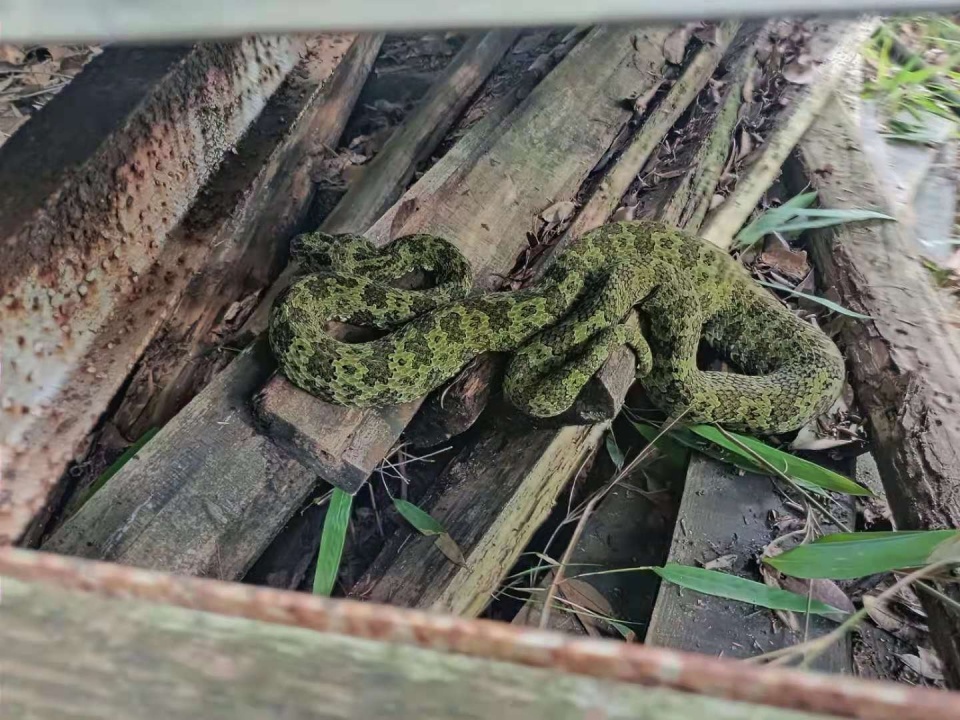 雄黄驱蛇粉有用吗（农村关于蛇的2个传言）