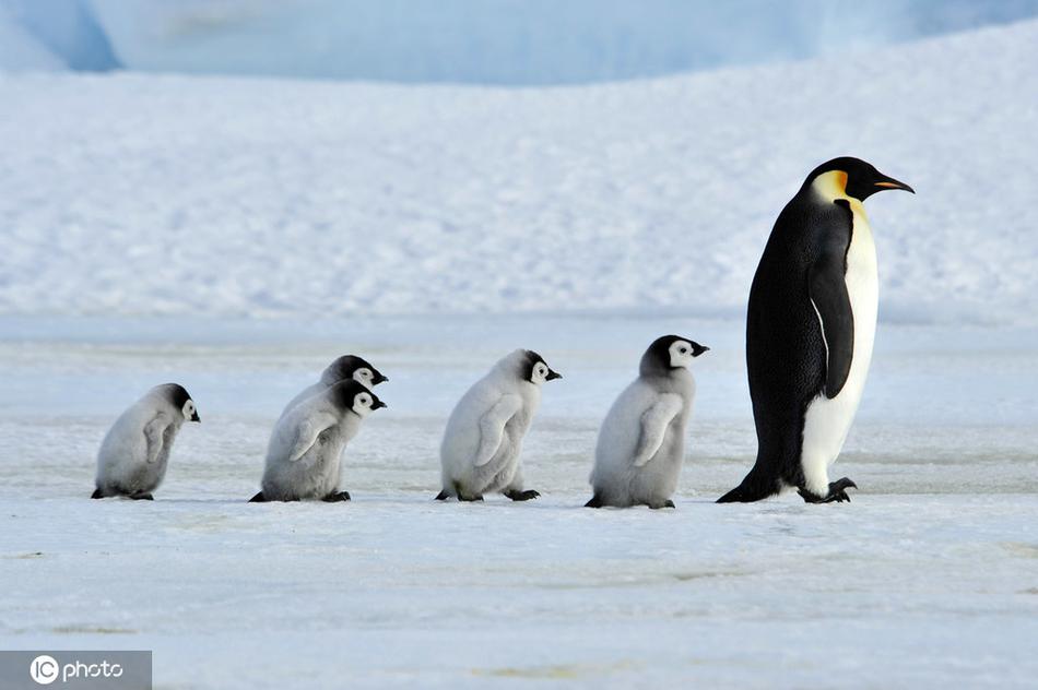 "企鹅"的交配与繁衍:表面的一夫一妻制?