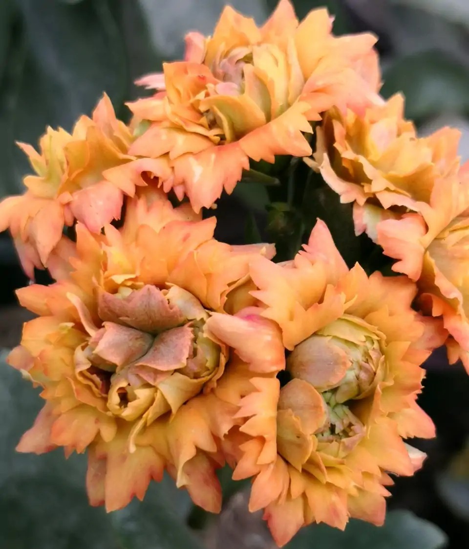 长寿花品种长寿花品种有哪些