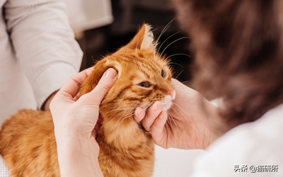 别再瞎用药了！猫咪耳螨，治疗真的很简单