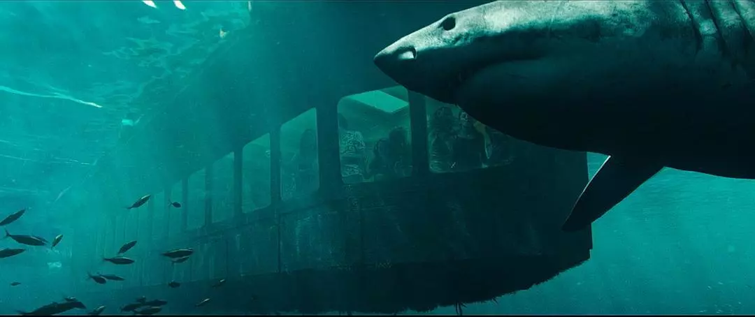 夺命巨鲨鱼电影免费观看(人类对鲨鱼的恐惧，主要来自这几部电影)