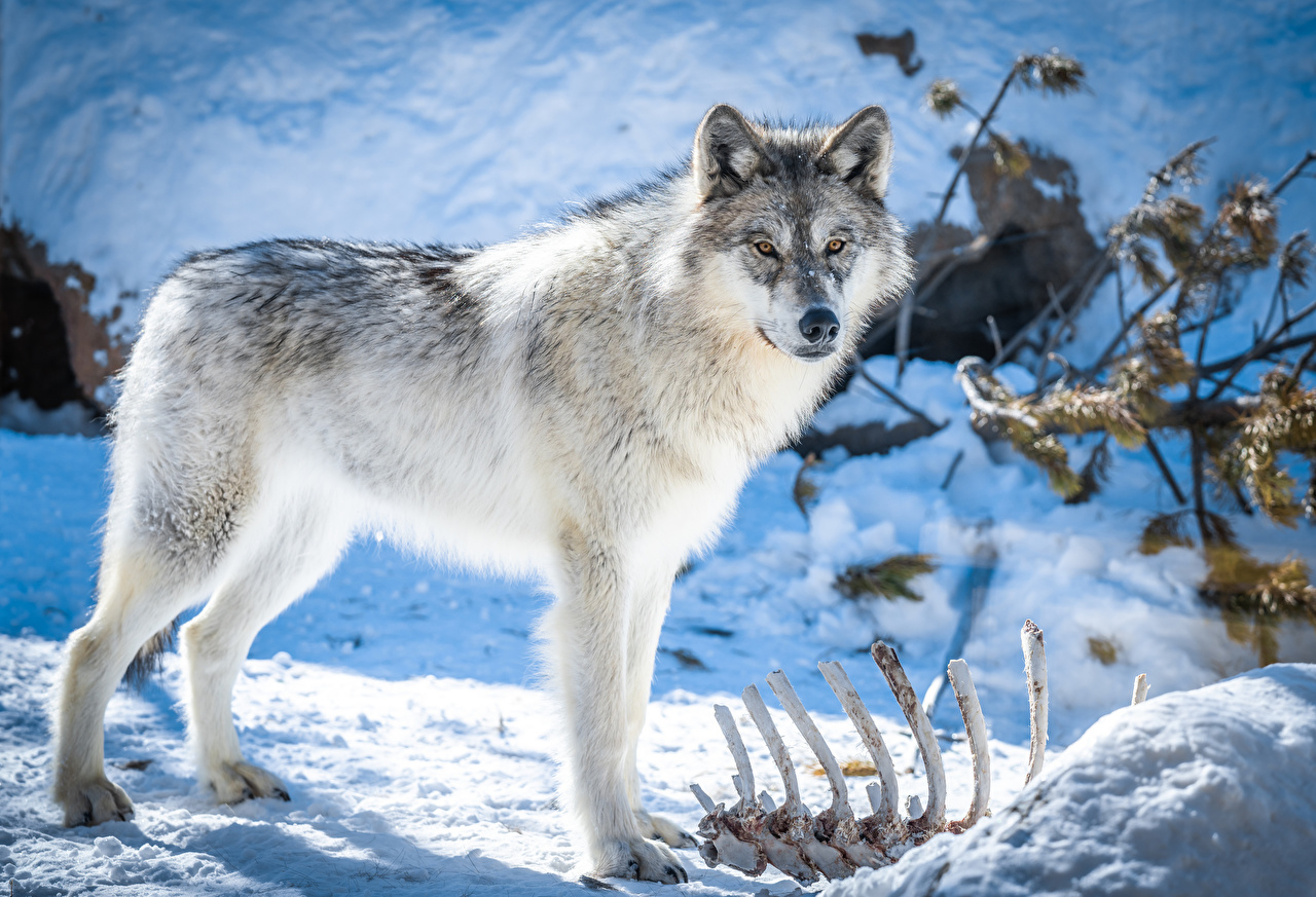 知青故事"野狼劫":下山时被狼群尾随,鄂伦春猎人出手相救