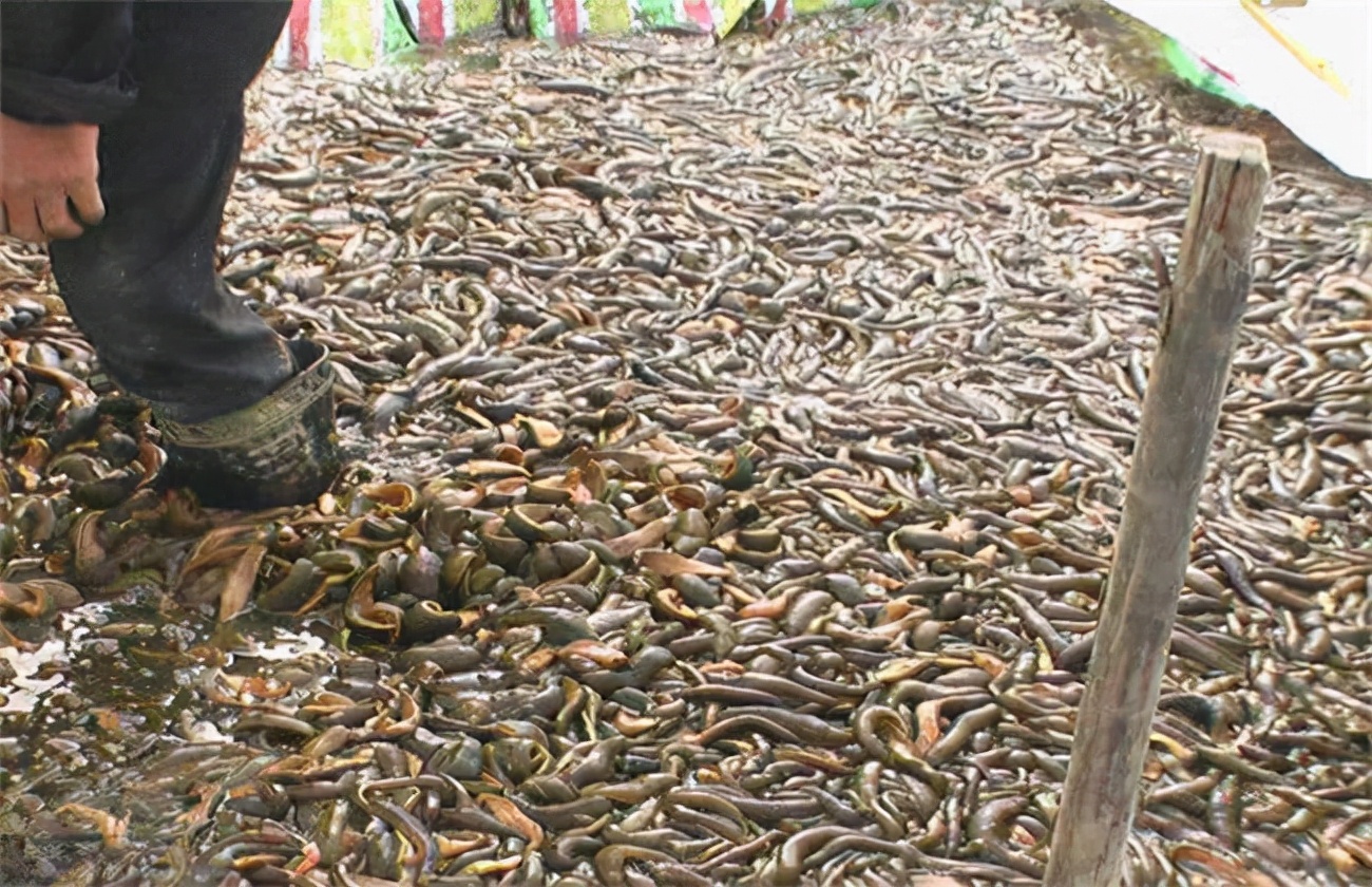 水蛭的药用价值 长期吃水蛭能打通脑梗塞吗-百科叔叔