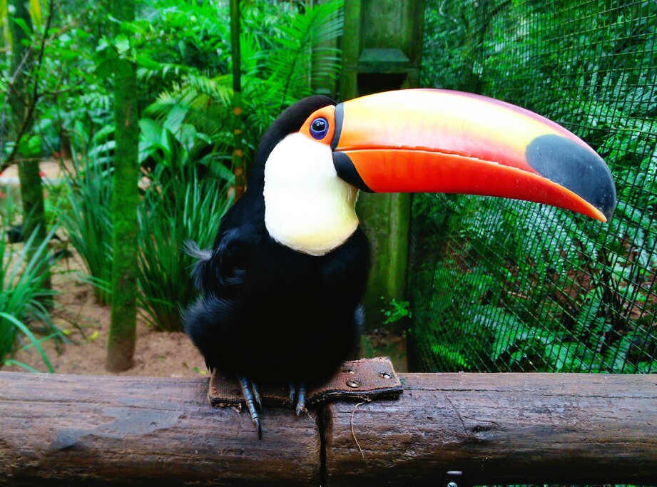 (japonensisjava成熟 - 欢迎您)国鸟的溯源及相关知识-标记百科