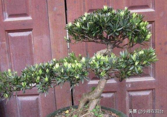 罗汉松怎么养才能更旺盛（记住这一点枝叶茂盛）