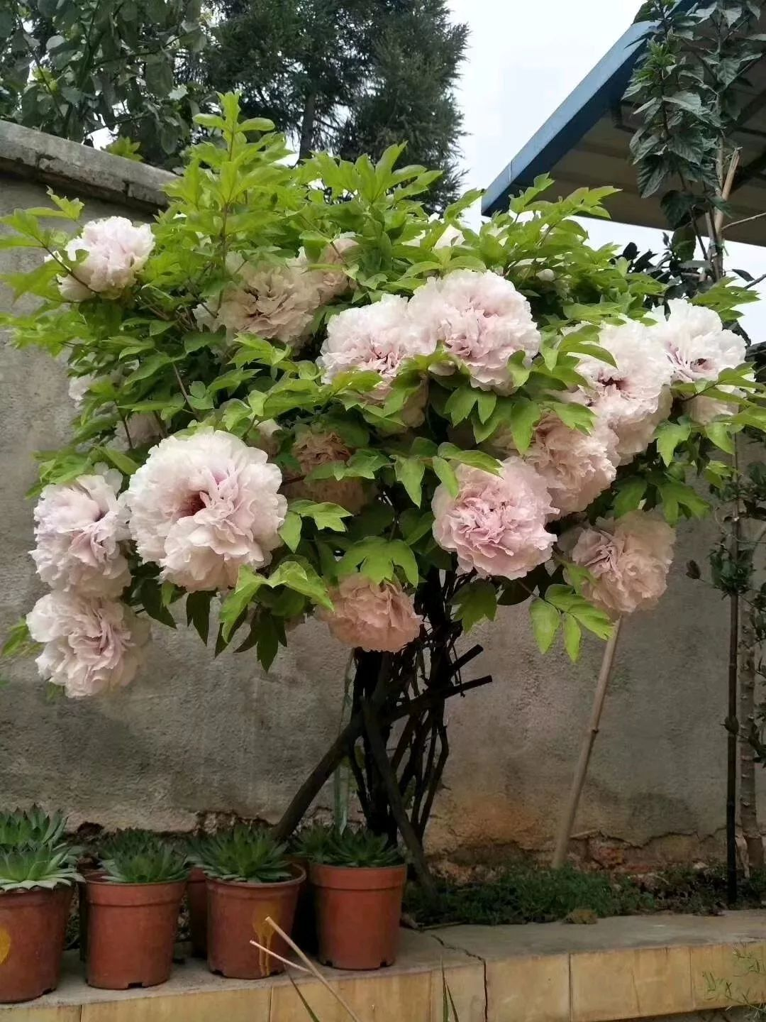最好养的花卉有哪些（盘点五种最好养活的花卉）