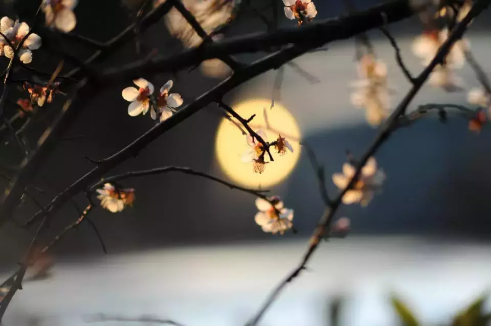 烟雨夜读｜永结无情游，相期邈云汉