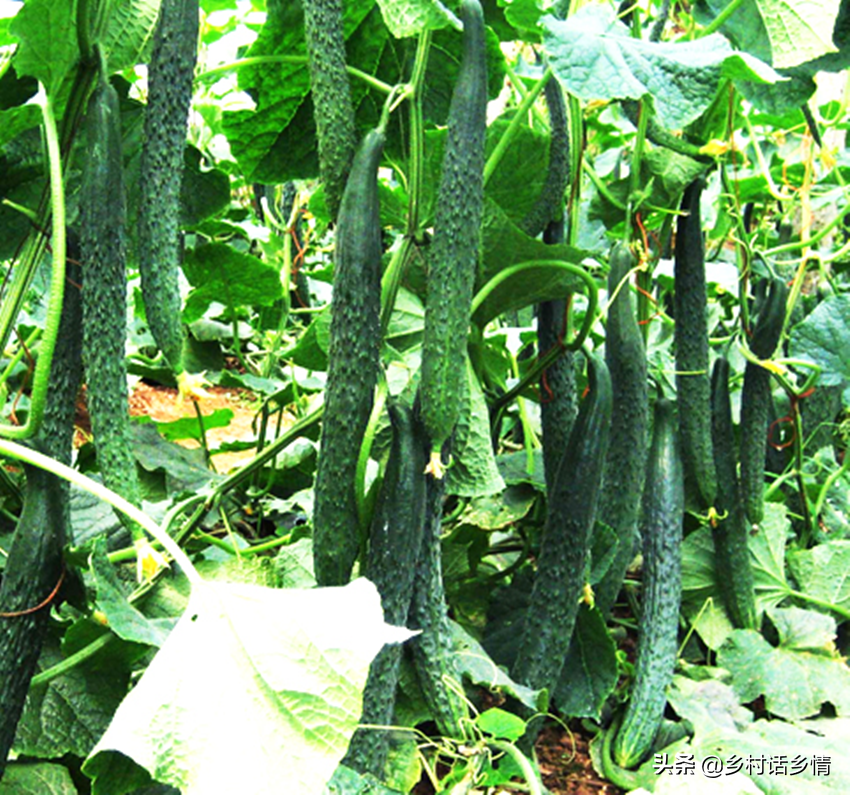 夏天种什么菜蔬菜最合适（夏天就适合种植五种超高产蔬菜）