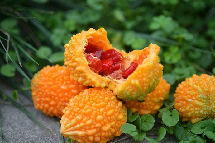 伊麗莎白瓜的營養(yǎng)價值,伊麗莎白瓜的營養(yǎng)價值及功效與作用