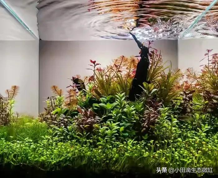 避免新手水草造景入坑 分享常用的十九种水草图鉴 水草篇 天天看点