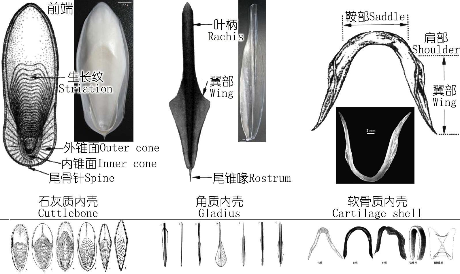 解析海鮮｜明明白白吃肉！墨魚與魷魚到底有什么不同？(下)