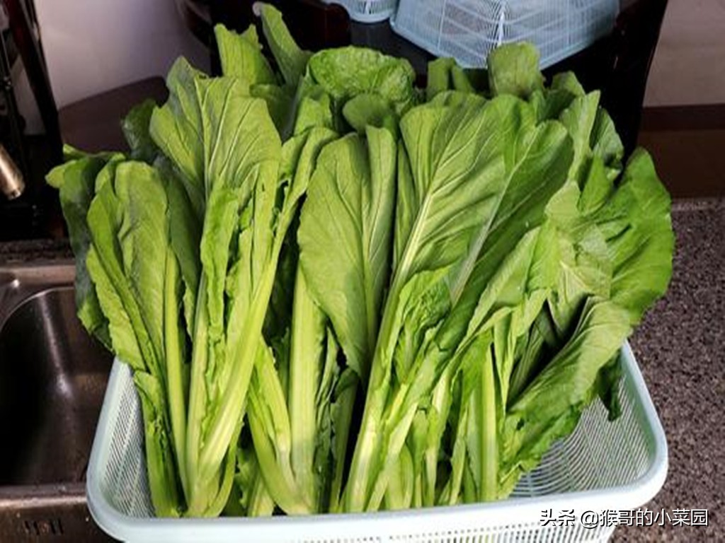 芥菜虽苦但益处多,想要芥菜长得好,这三步值得借鉴