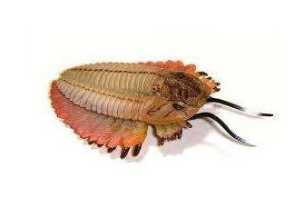 古杯蛇是什么蛇(寒武纪与奥陶纪,是什么推动地球生命的进化呢)