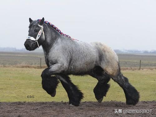 欧洲重型挽马图片