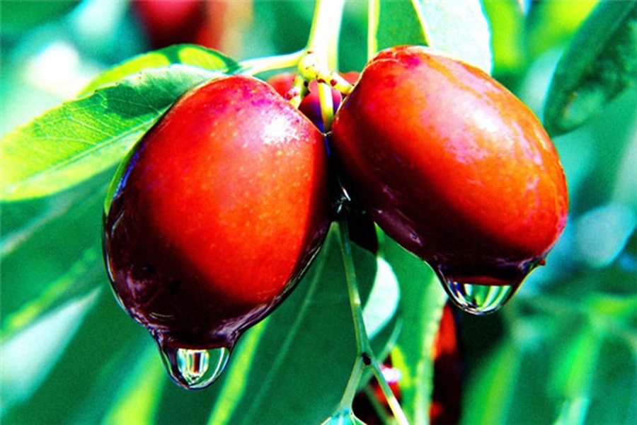 沧州金丝小枣「河北金丝小枣多少钱一斤」 - 摸索网