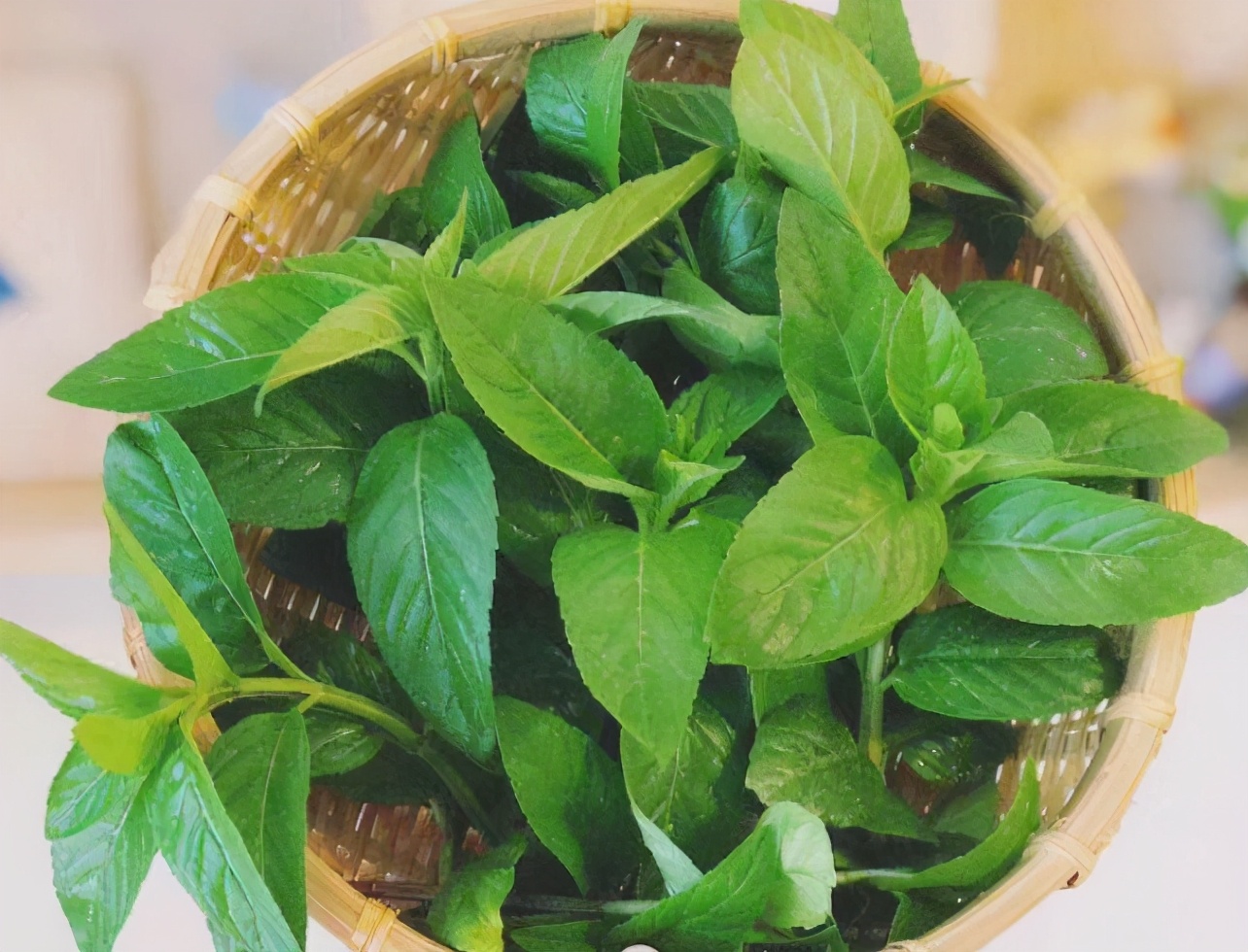 胡椒薄荷可以吃吗(春天就养这6种食用薄荷)