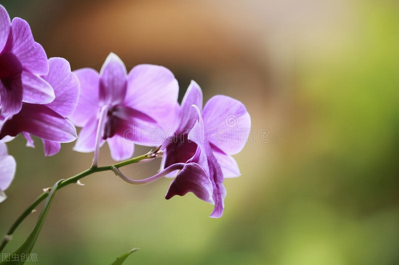 审计会计事务所（进会计师事务所做审计有前途吗）