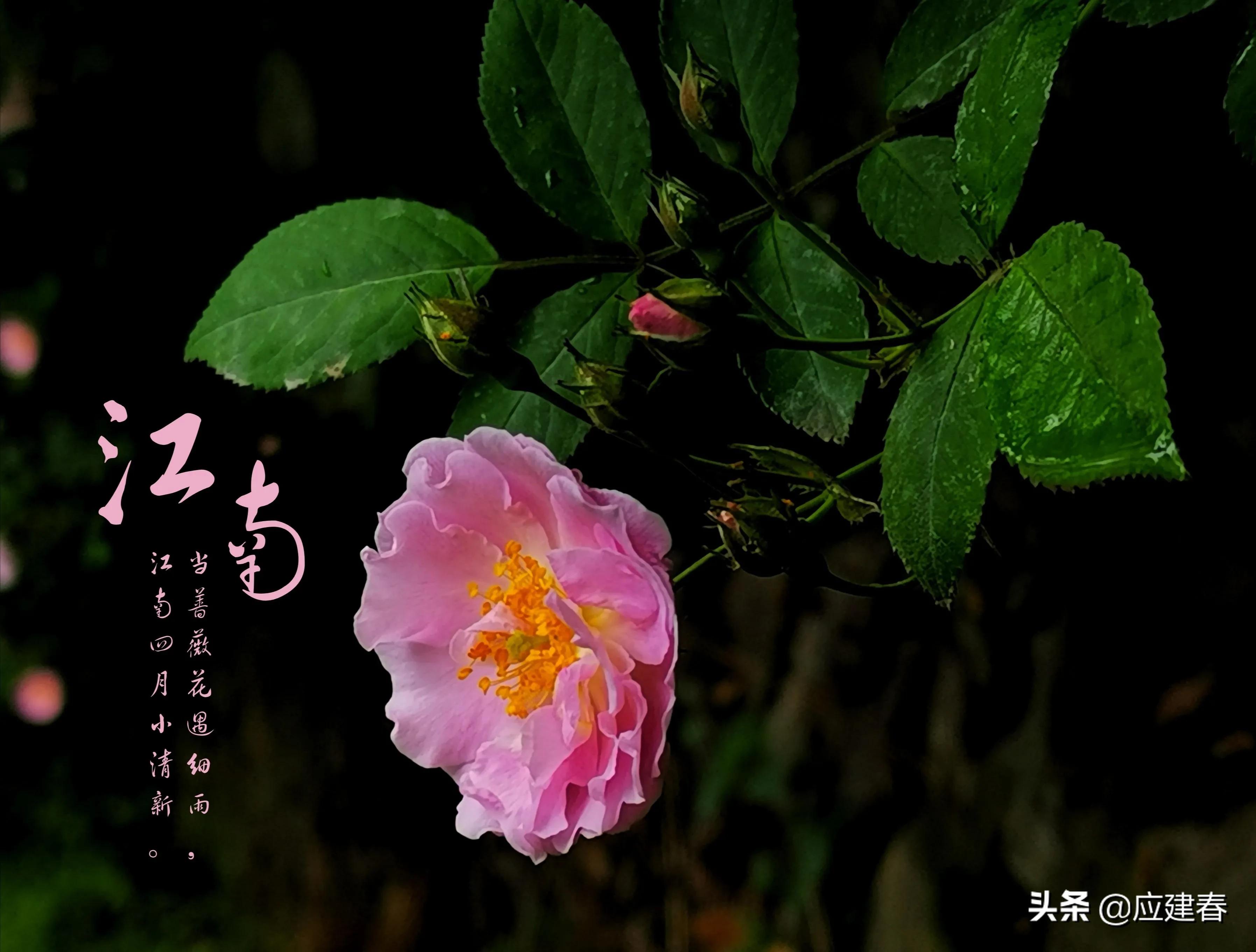 「散文」当蔷薇花遇细雨，江南四月小清新