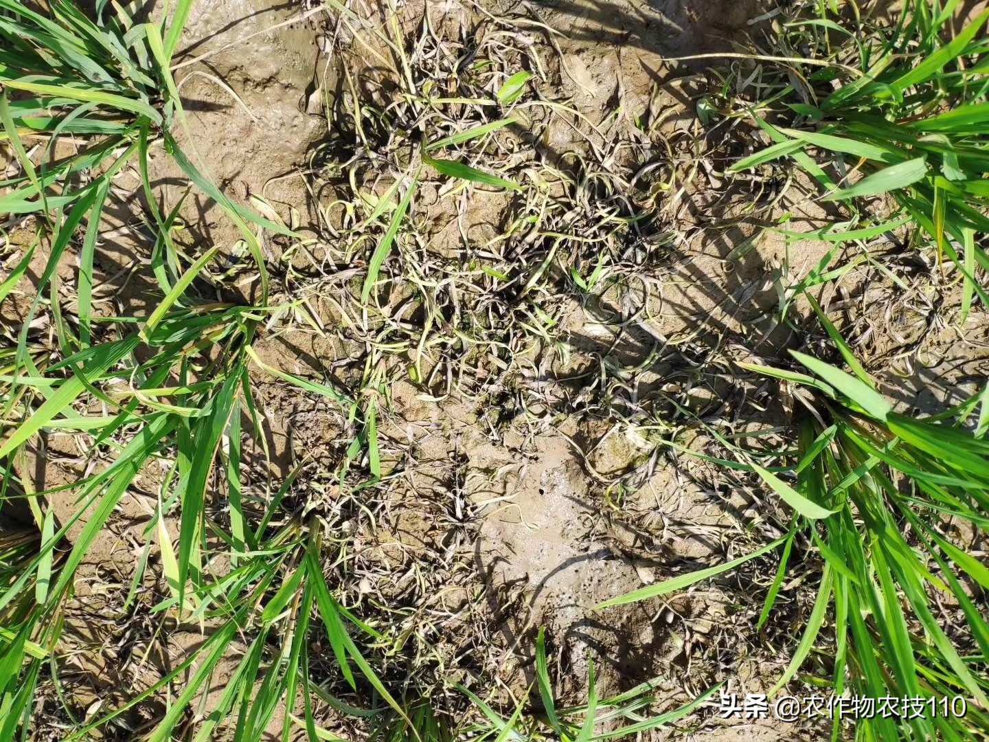 你还为水稻除草效果不好困扰吗？你还为水稻除草花钱多苦恼吗？