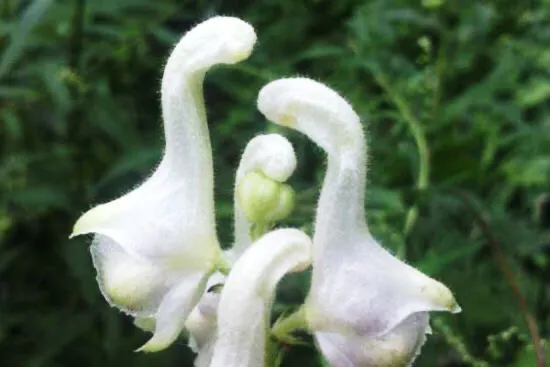 在沁园春色里，让一群天鹅伴舞，弹奏春之声圆舞曲……原创首发