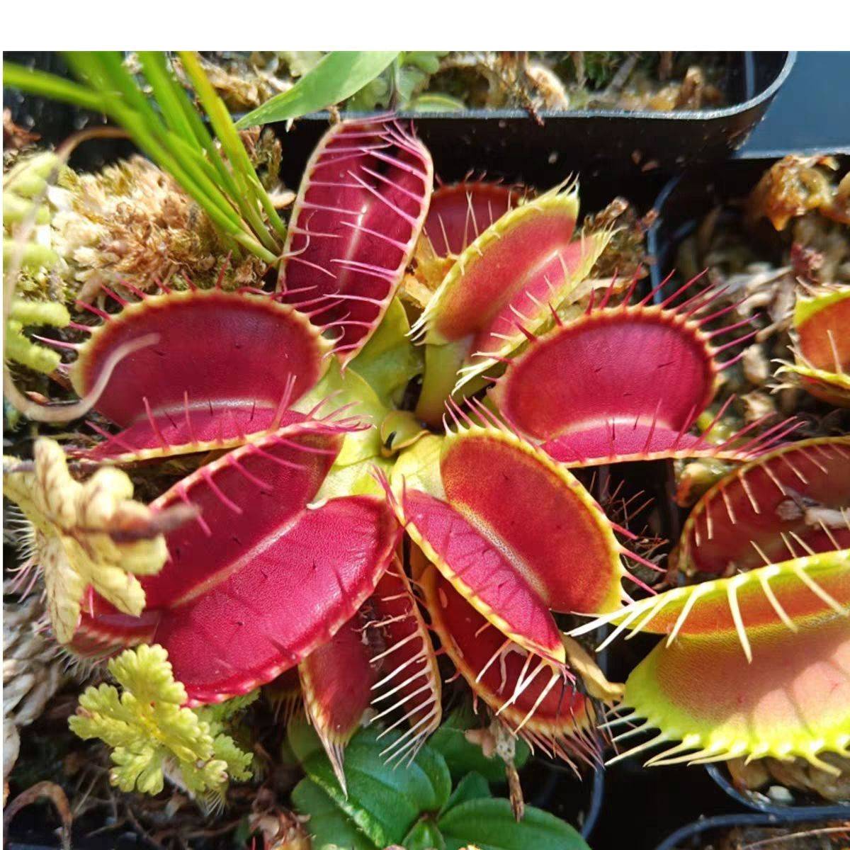 肯定也有小伙伴说有人发现了食人花的样子,网上流传所谓的食人花的