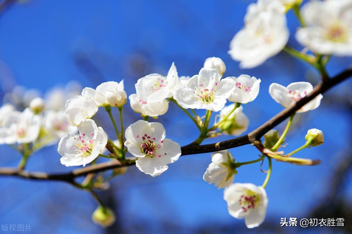 梨花比喻什么样的人（梨花比喻什么样的女人）-第1张图片-巴山号