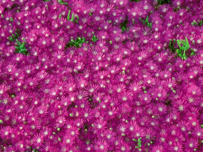 罕见绝美万紫千红百花开，太美了，快分享给朋友吧！