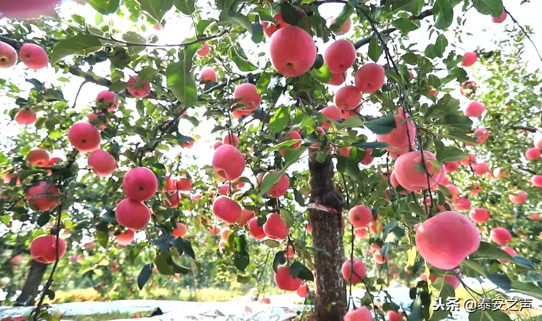 致敬！山东农业大学束怀瑞院士走进央视《大家》