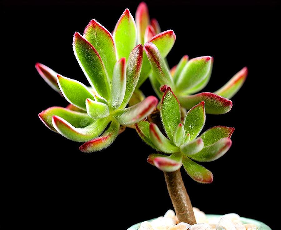 锦晃星老桩怎么养爆头(锦晃星爆盆图片)-第2张图片-科灵网