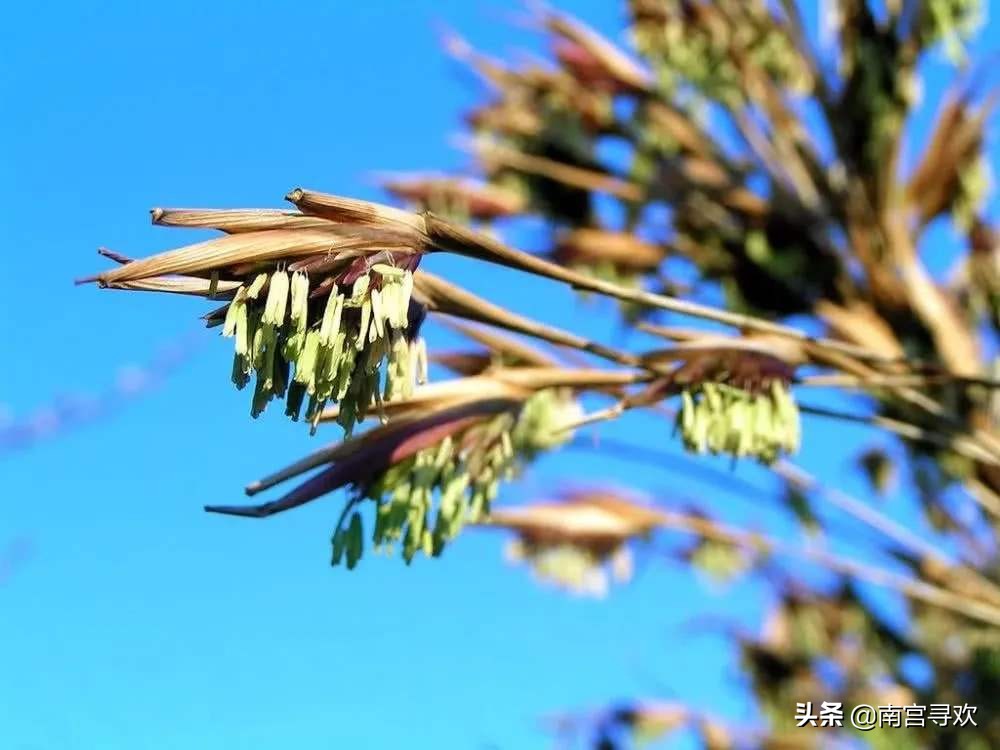 俗话说“竹子开花，赶快搬家”，为什么老人认为竹子开花不好？