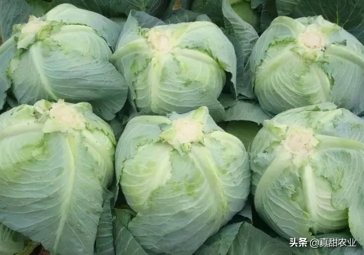 广州江南市场今日香芋价（广州江南市场今日菜价查询）