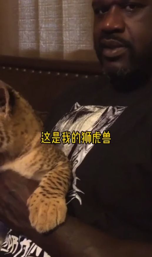 nba的宠物有哪些(NBA球员都养什么宠物？汤神的小狗还出球鞋，拉塞尔养了一只猎豹)