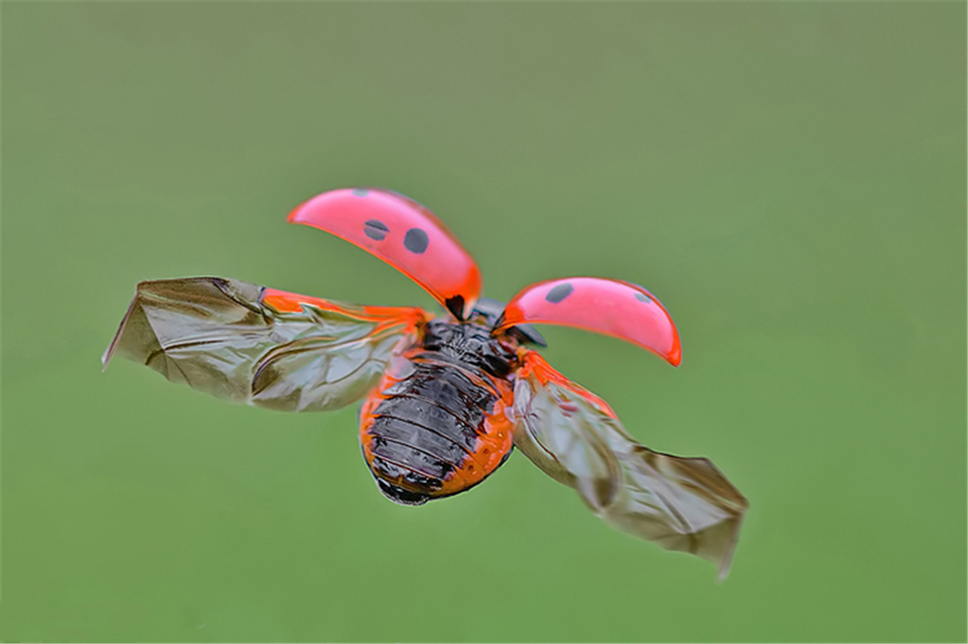七星瓢虫吃什么 七星瓢虫学名叫什么-朝阳百科