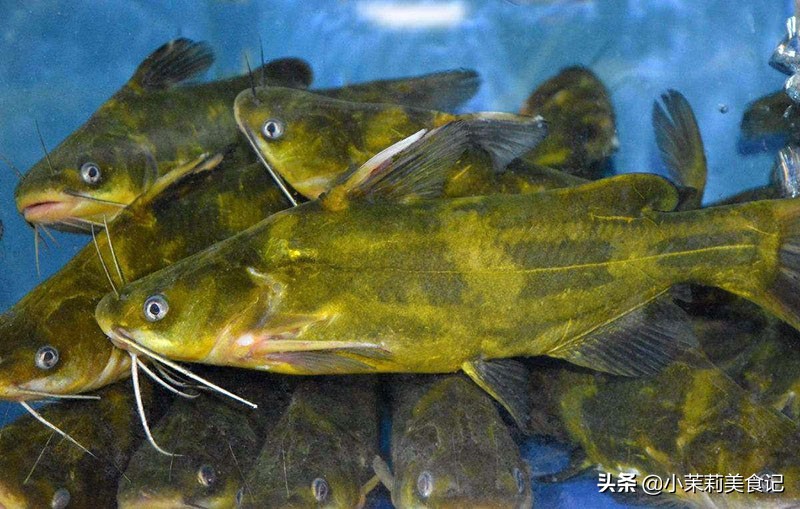 清江鱼有刺吗（这6种鱼肉嫩刺少味道好营养高遇到别手软）