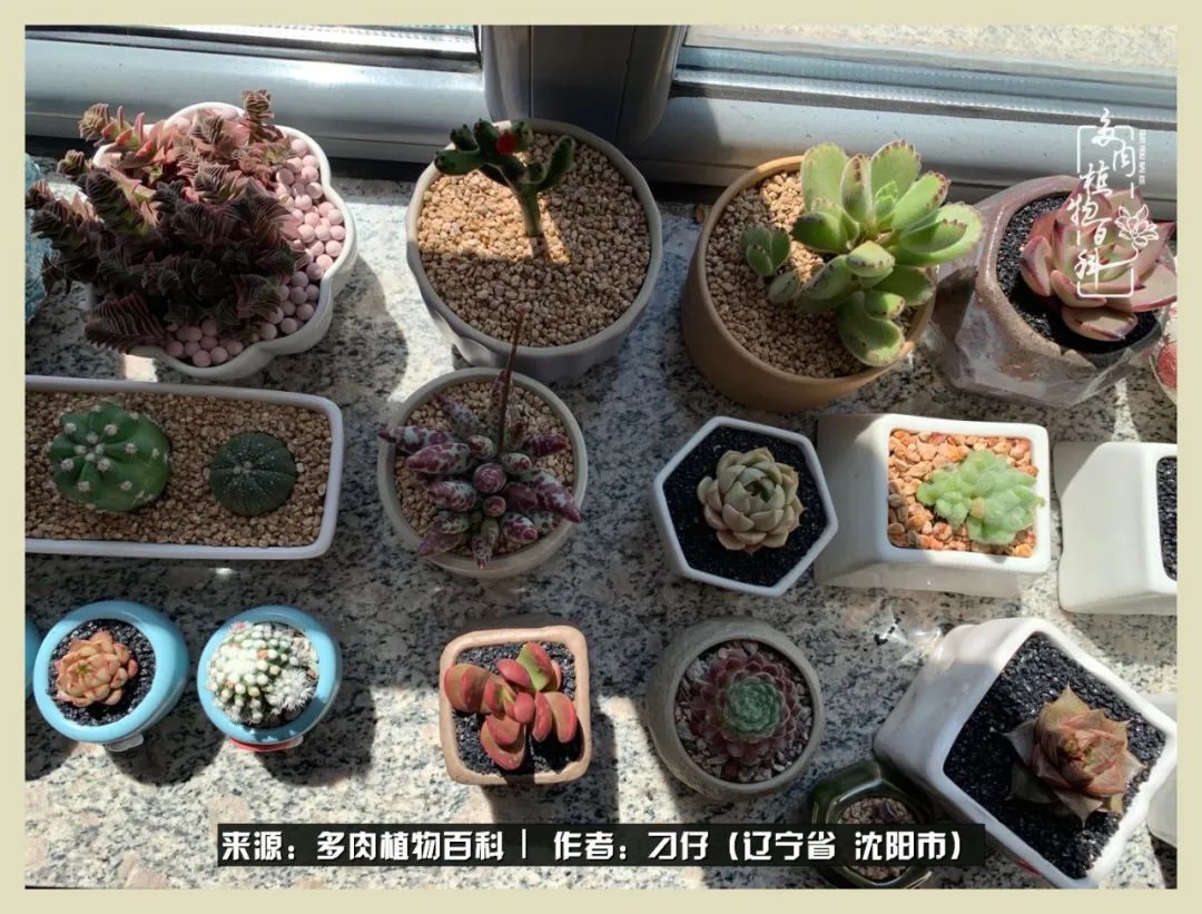 三年时间,多肉能养成什么样?
