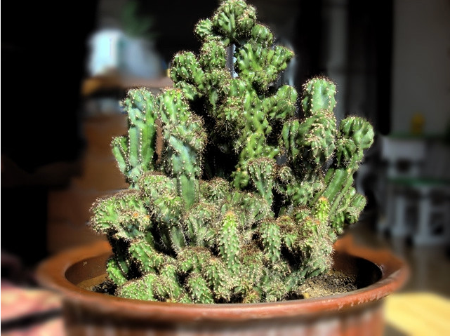 养什么盆景好?尝试这"1种",养护得当,值钱,它叫"仙人山"