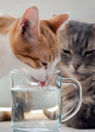 猫咪大量喝水,其实是在"暗示"这些问题,宠主不能大意