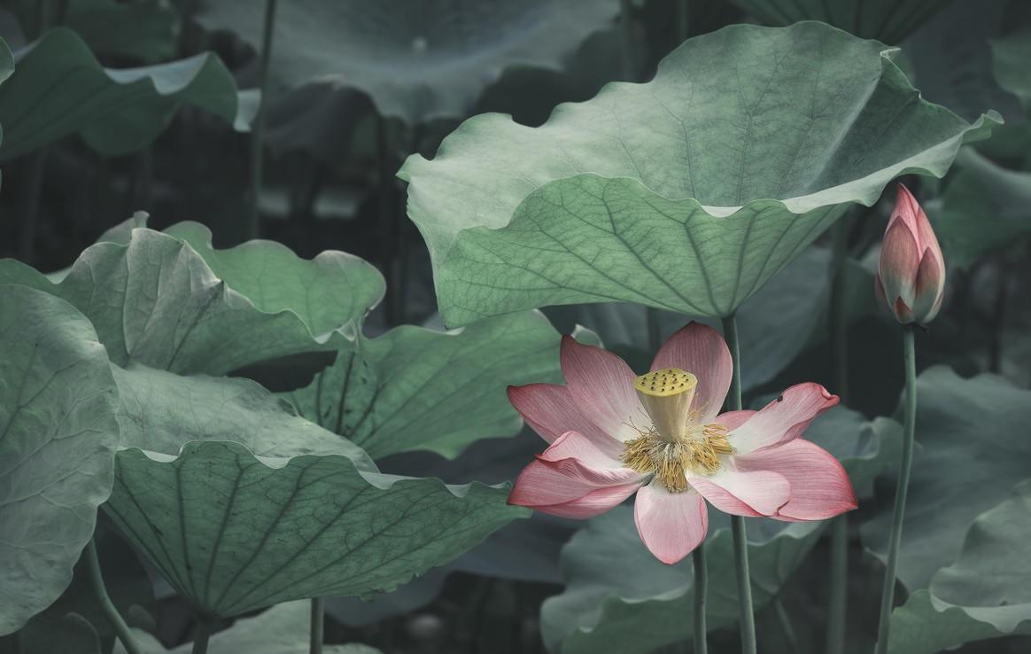 “莲叶何田田”——从《汉乐府·江南》看两汉诗歌的发展演变