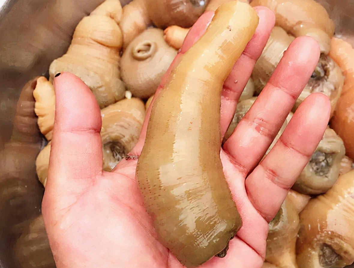 俗称"海肠子",有人看到就恶心,有人却拿麻袋去捡,一斤上百元