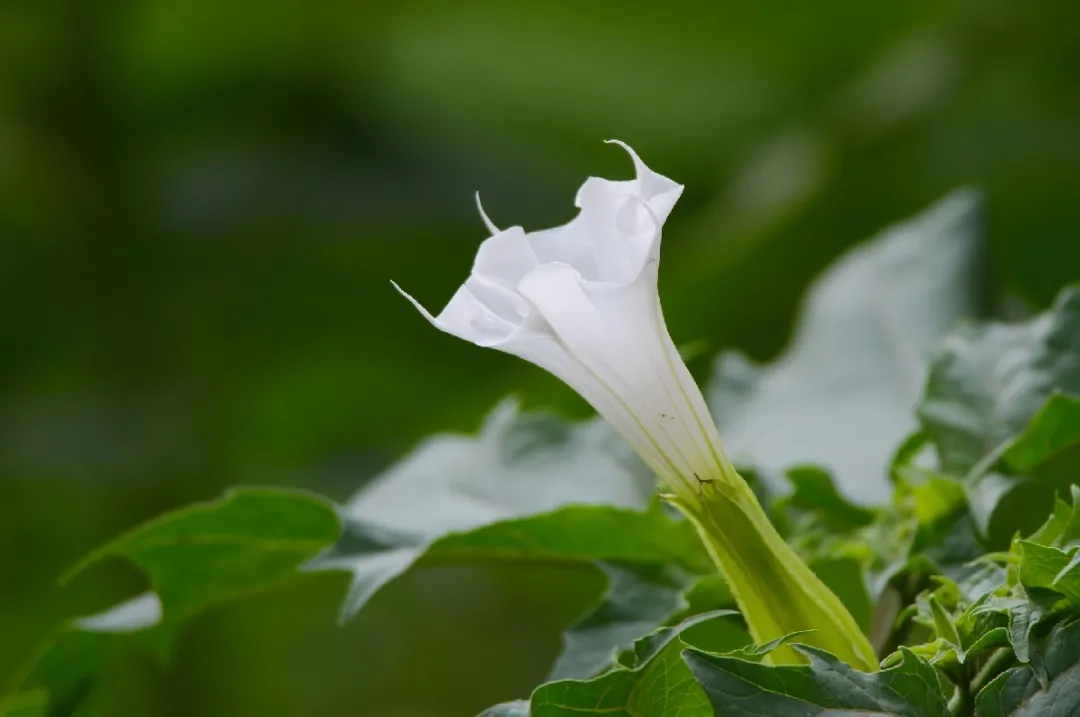 胭脂红景天(20款花境设计，你最爱哪款？（附植物配置清单）)