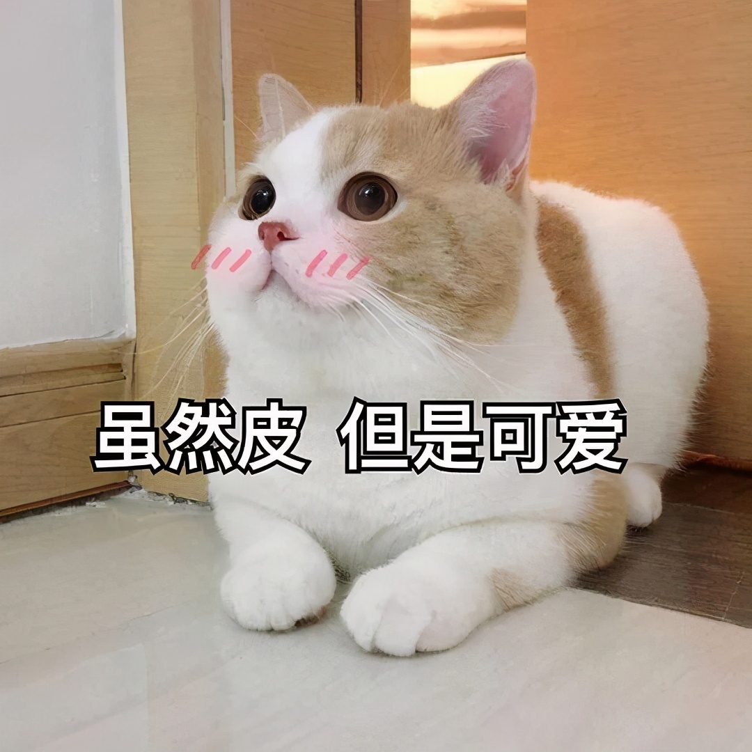 最容易饲养的3种猫咪，养到的人都在偷着乐呢