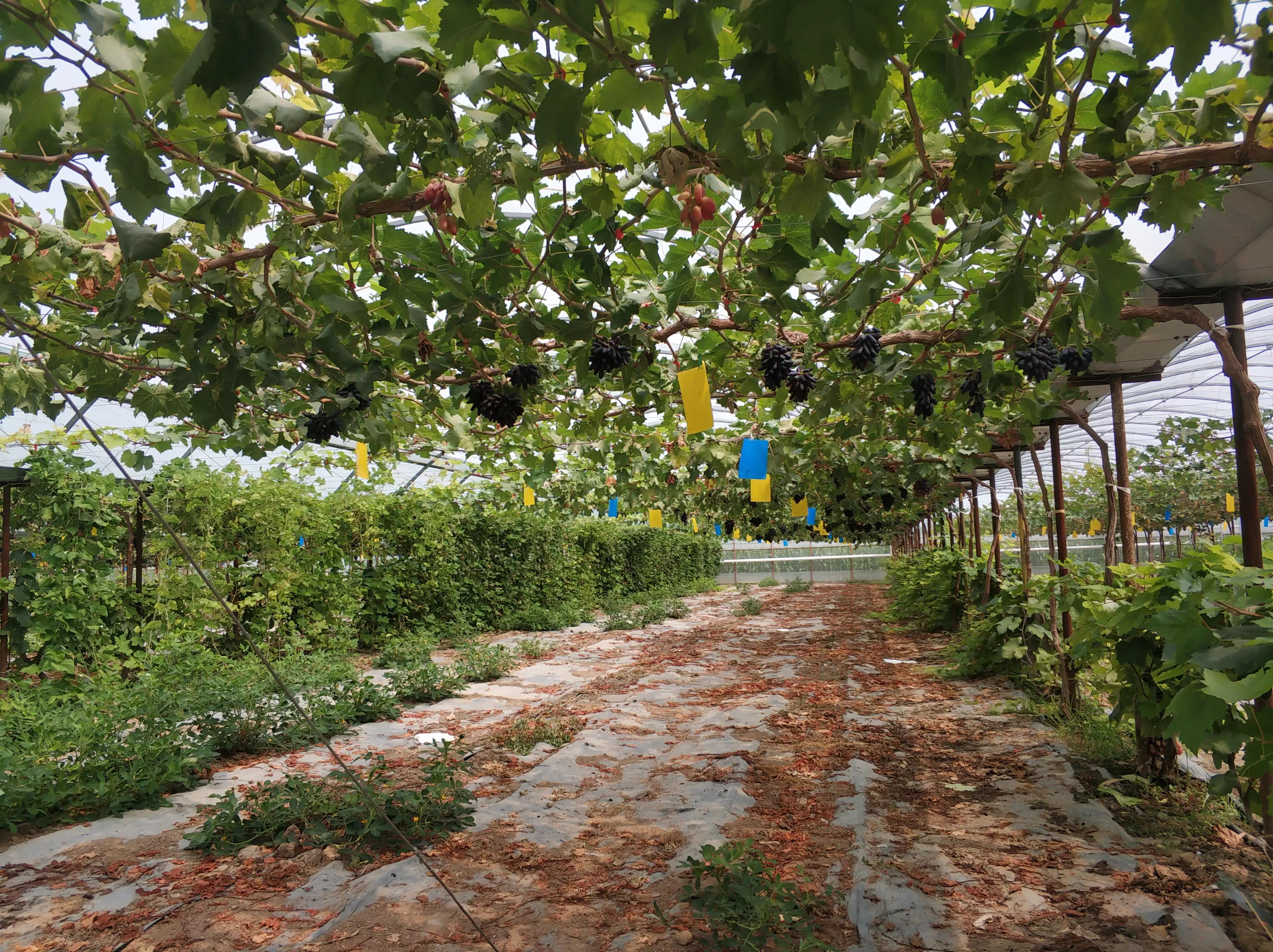 我二十二岁当了村官，贷五十万元，改善了处境的我爱情如期而至
