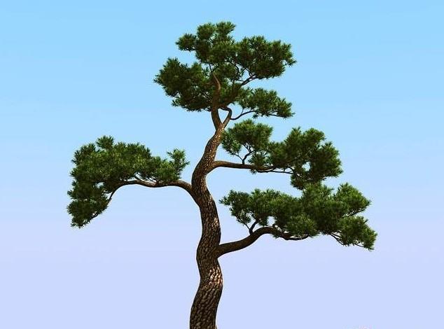 松树图片大全大图(松树图片大全大图画)