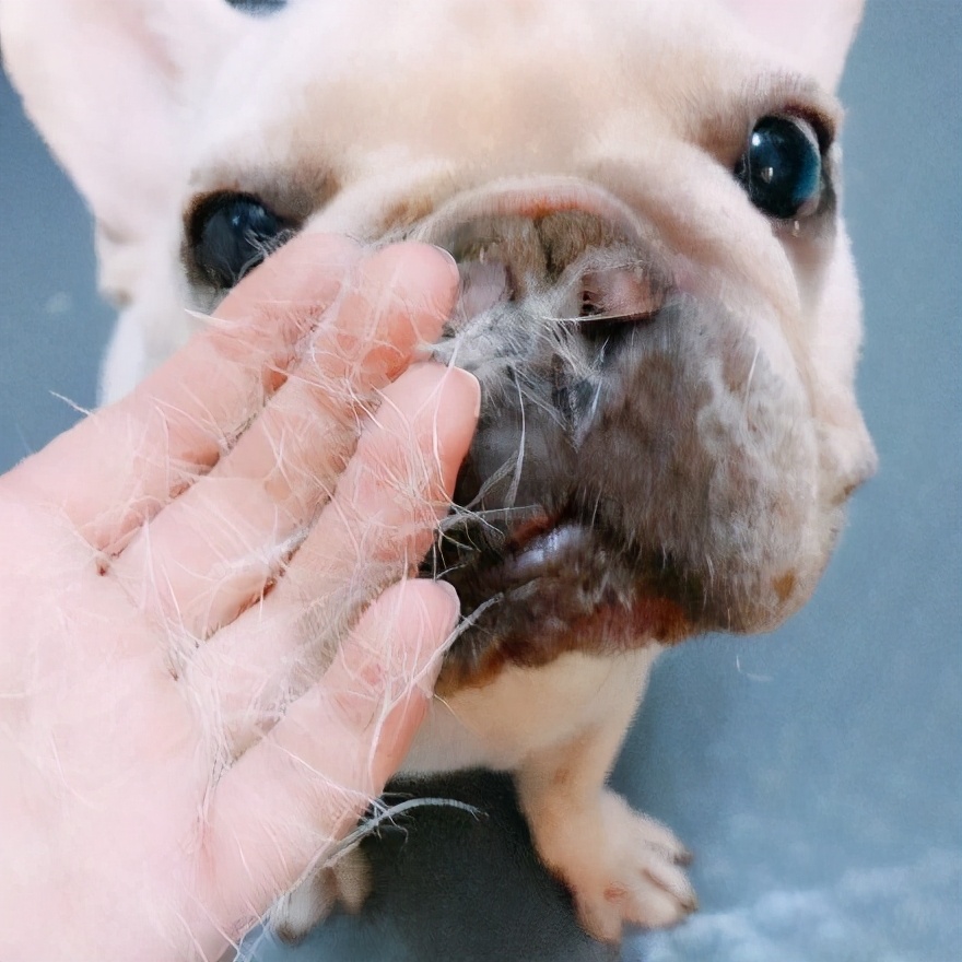 狗狗严重掉毛怎么办？有效处理方法分享