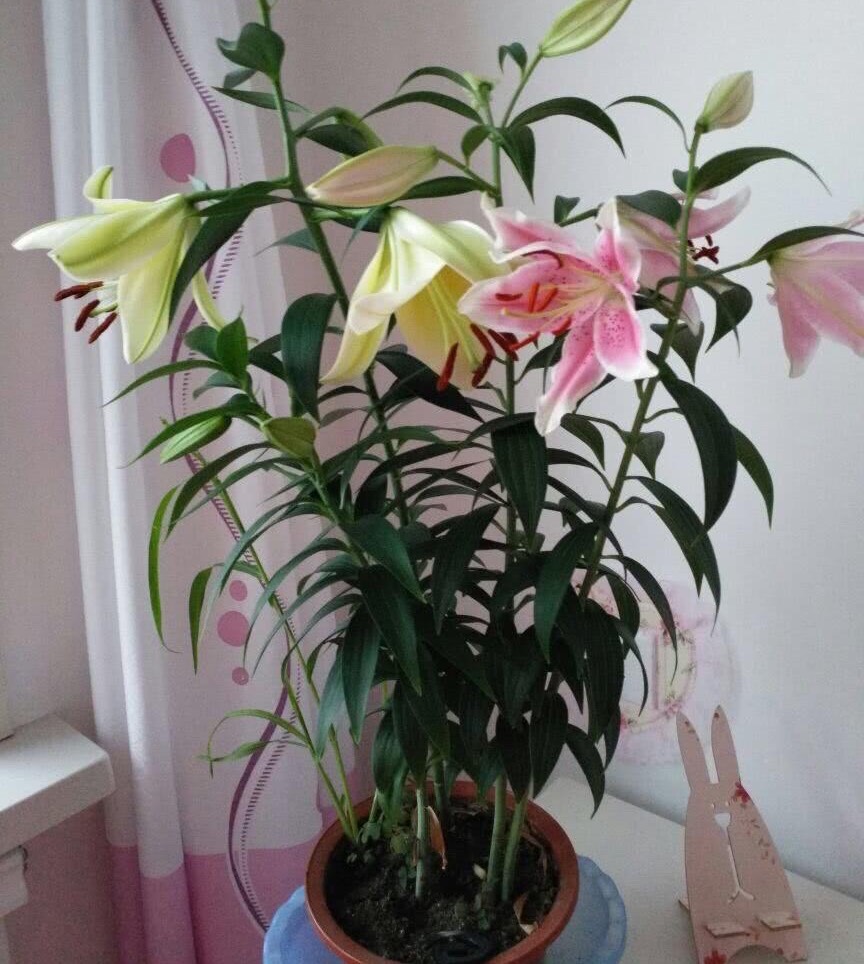盆栽百合花有3个"养护要点",花朵多,有浓香,年年都开花