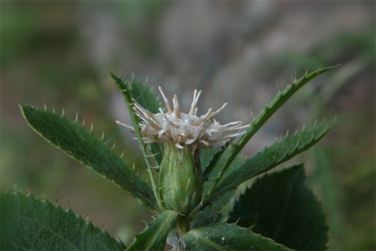 树林边1种开白花的野草，名字叫“苍术”，根茎有妙用，价值珍贵