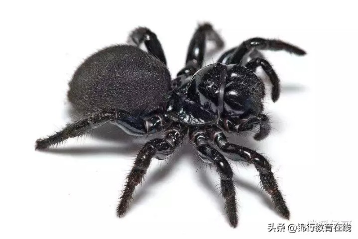 世界上十大最毒蜘蛛, 最后一种简直就是男人的噩梦！！